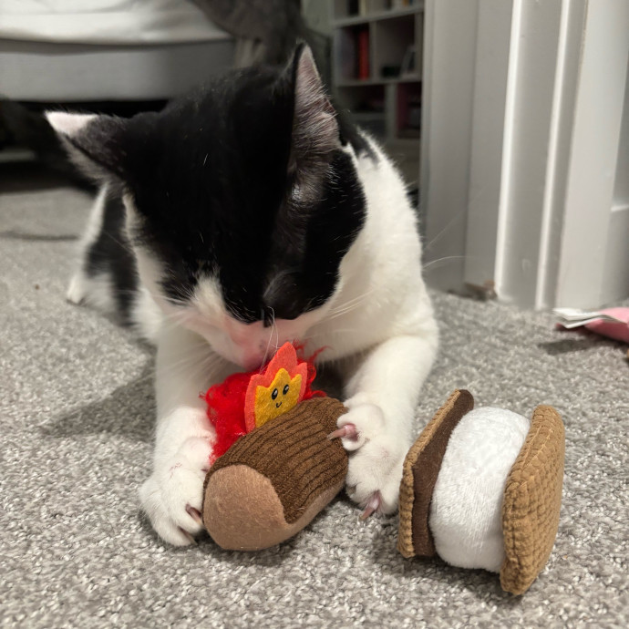 Your Cat's New Best Friend