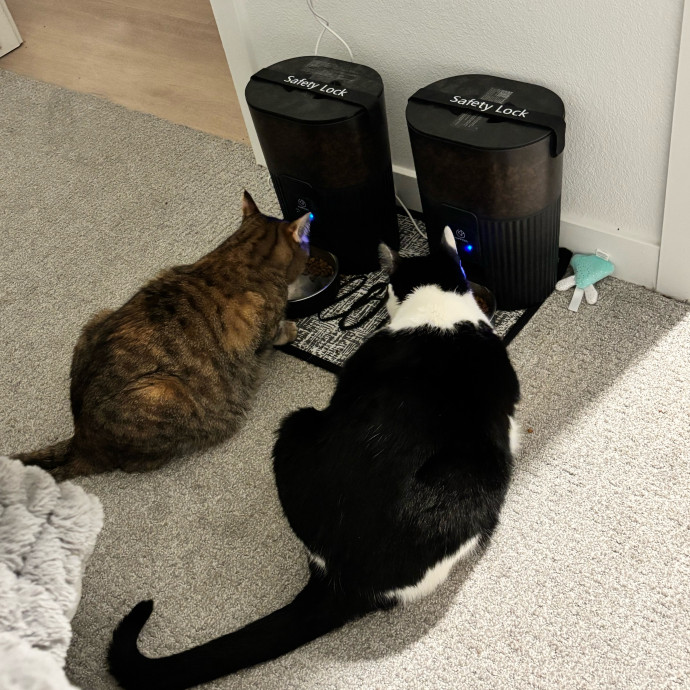 Your Cat's New Best Friend