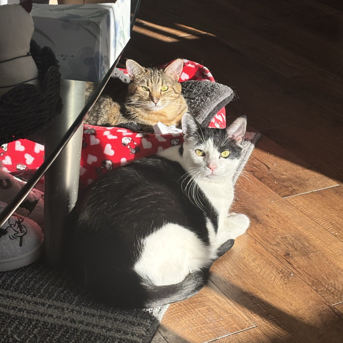 Your Cat's New Best Friend photo 3