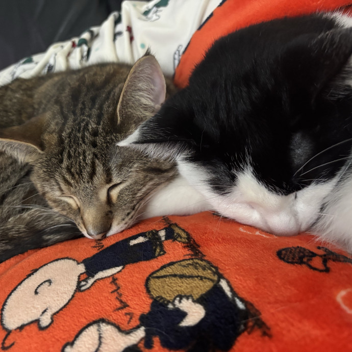 Your Cat's New Best Friend photo 2