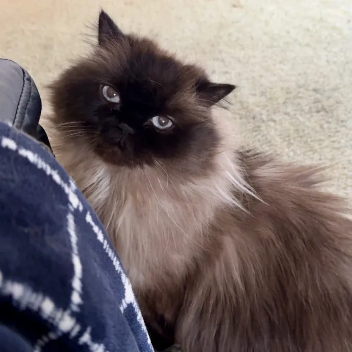 Your Cats New Best Friend