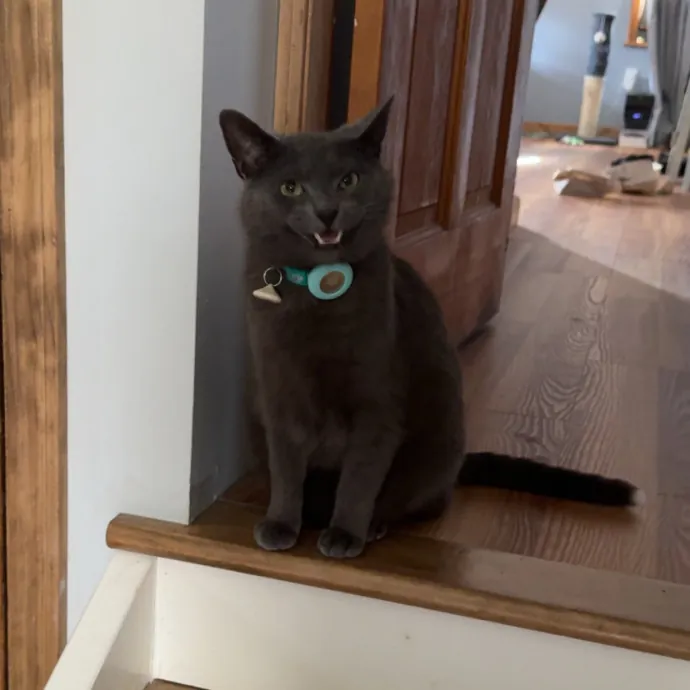 Your Cats New Best Friend