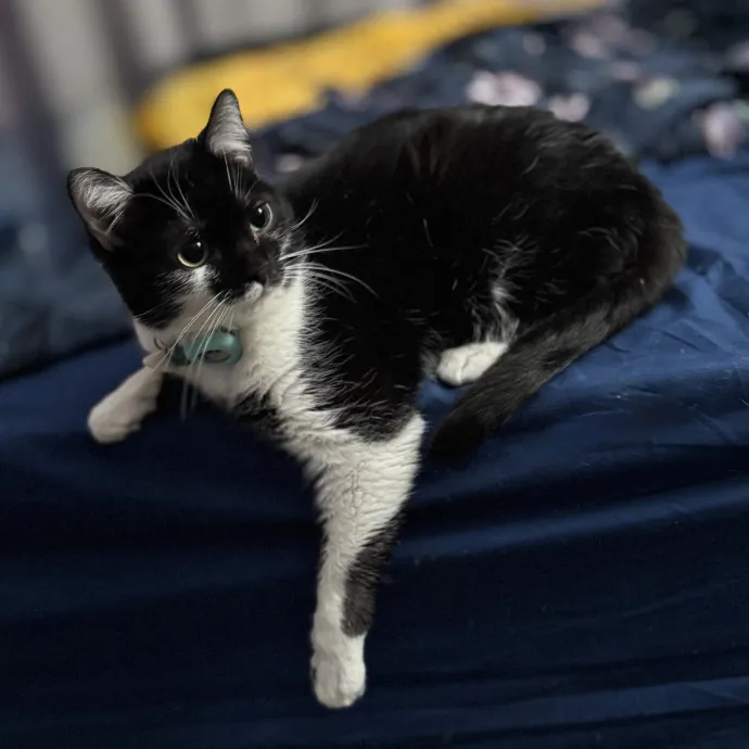 Your Cats New Best Friend