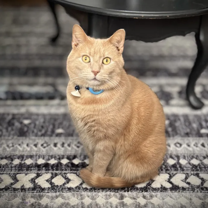 Your Cats New Best Friend