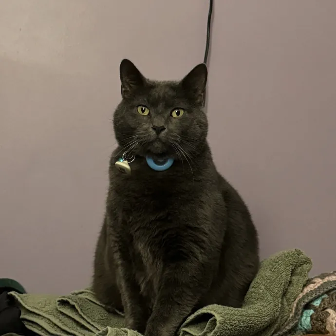 Your Cats New Best Friend