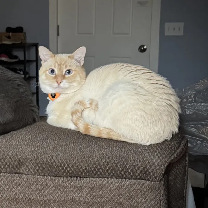 Your Cats New Best Friend photo 4