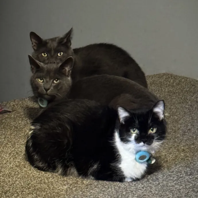 Your Cats New Best Friend photo 3