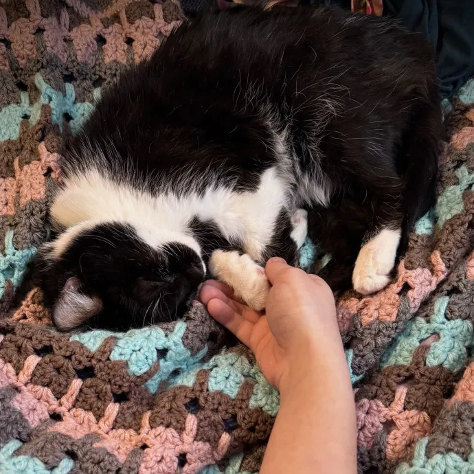 Your Cats New Best Friend photo 2