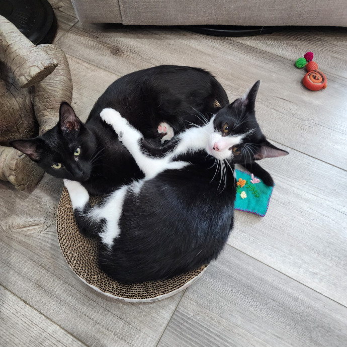 Experienced Cat Care  Companionship
