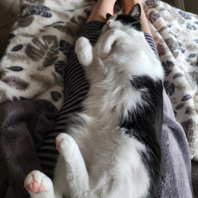 Experienced Cat Care  Companionship photo 3