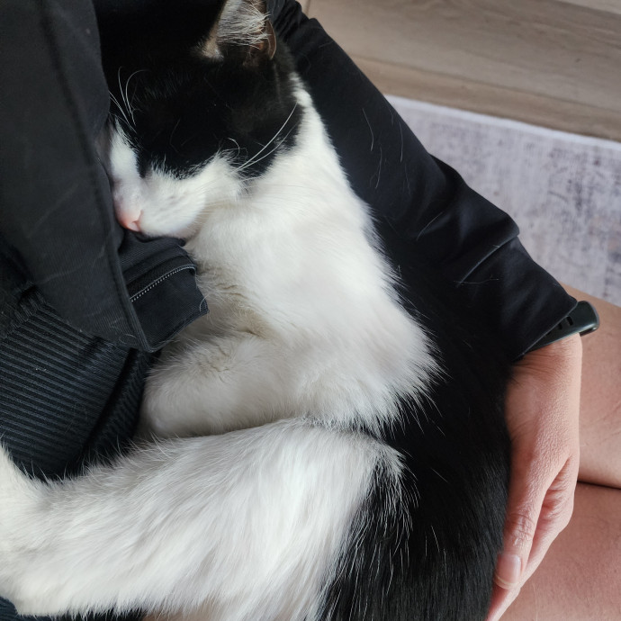 Experienced Cat Care  Companionship photo 2