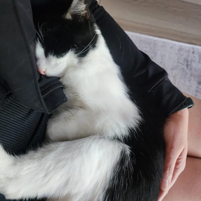 Experienced Cat Care  Companionship photo 2
