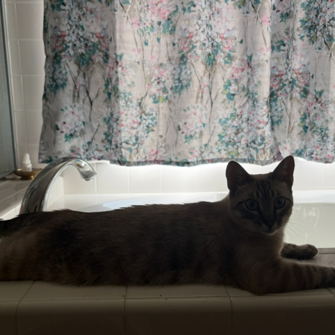 You Cats Favorite Sitter