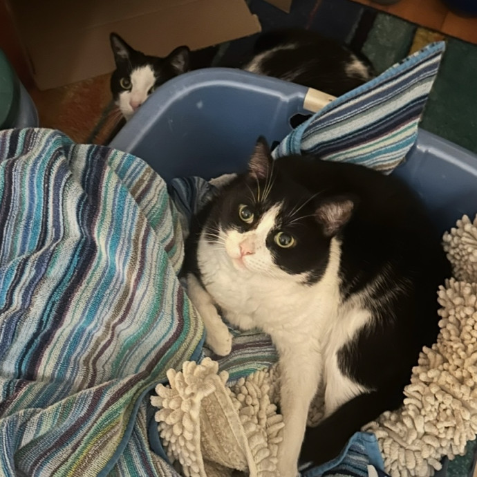 You Cats Favorite Sitter photo 3