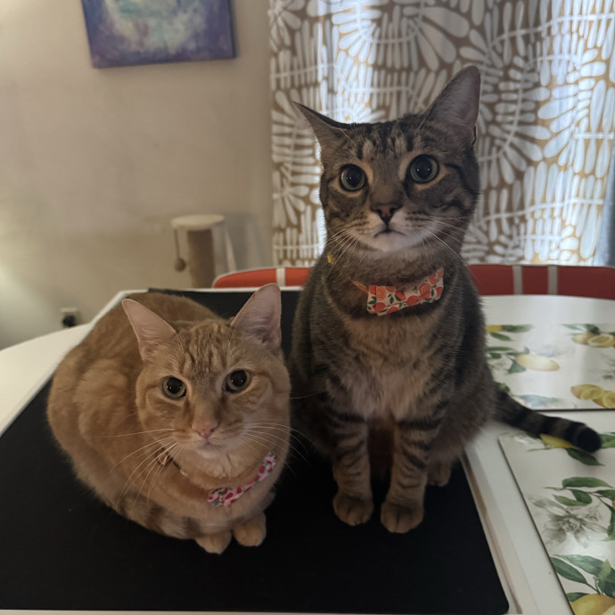 The Cat Lady