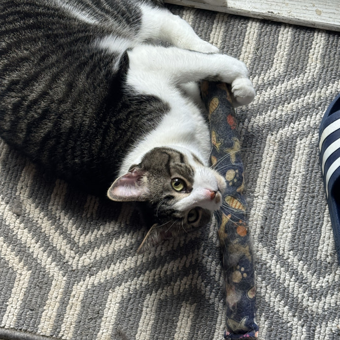 The Cat Lady photo 3