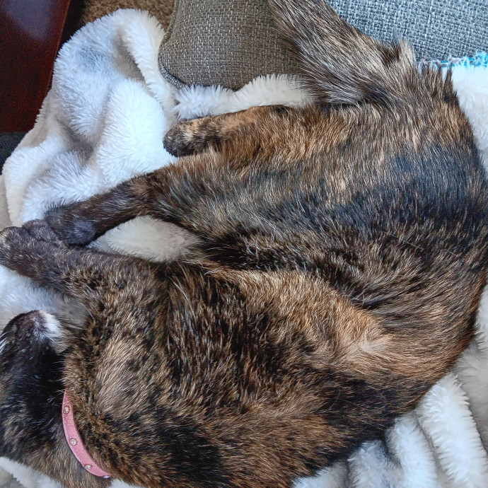 Big-Hearted Cat-Obsessed Sitter