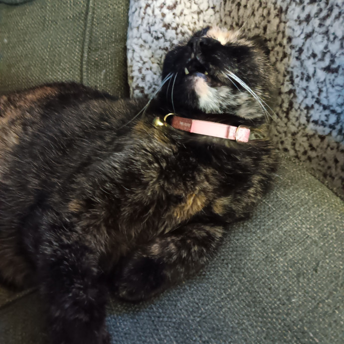 Big-Hearted Cat-Obsessed Sitter