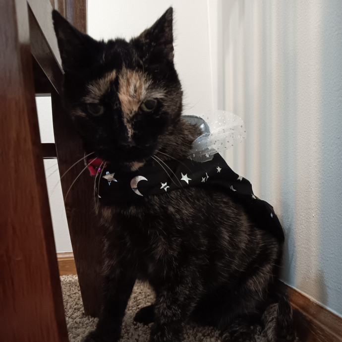 Big-Hearted Cat-Obsessed Sitter photo 3