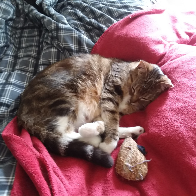 Big-Hearted Cat-Obsessed Sitter photo 2
