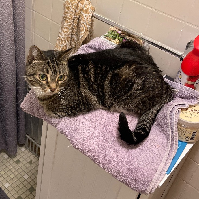 Alyvia's Meowsome Care