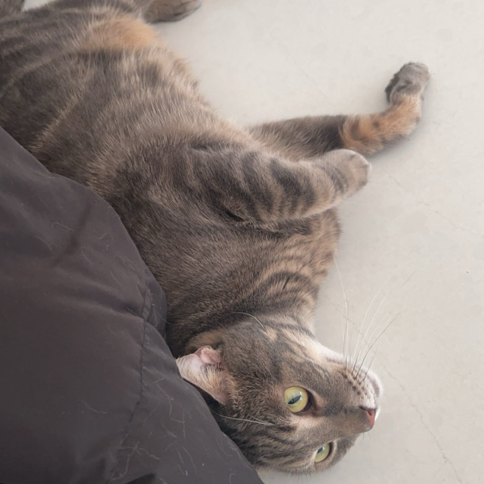 Alyvia's Meowsome Care