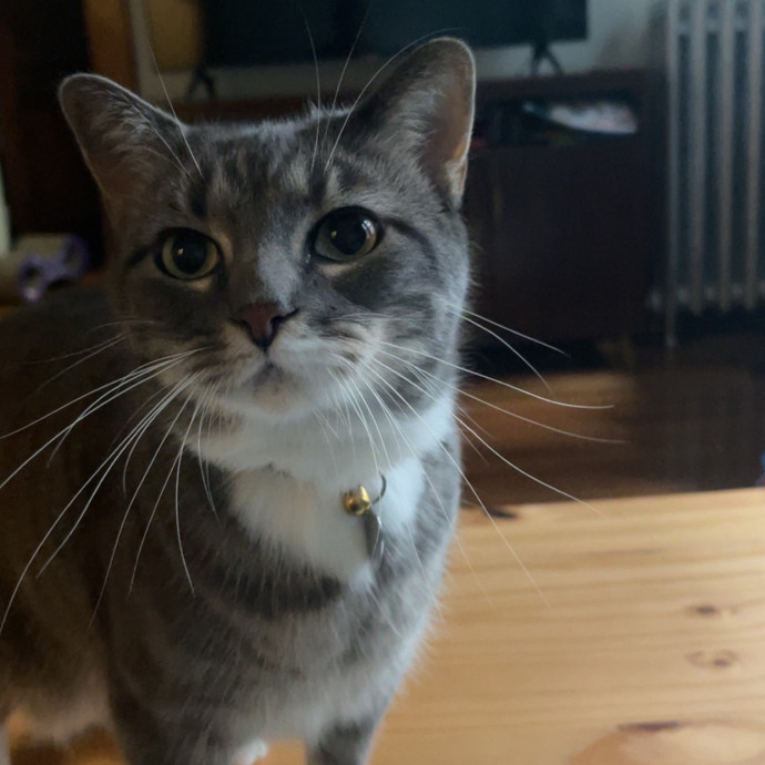 Alyvia's Meowsome Care