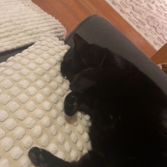 Alyvia's Meowsome Care