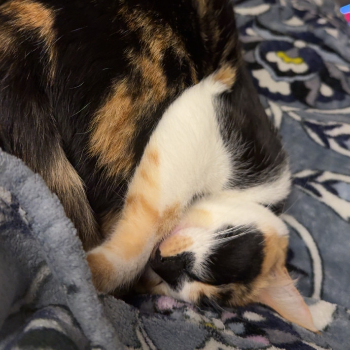 Alyvia's Meowsome Care