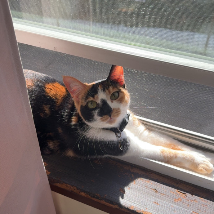 Alyvia's Meowsome Care photo 3