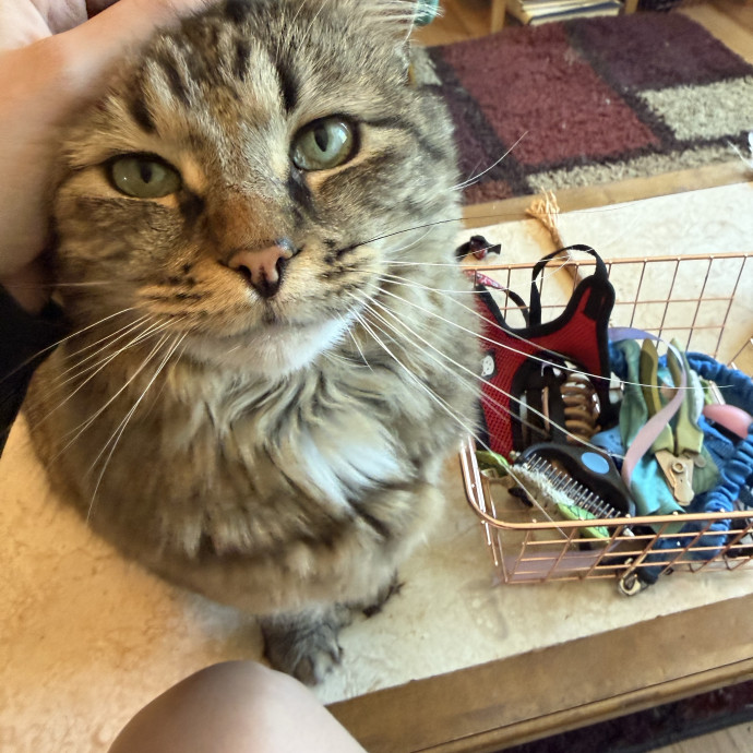 Alyvia's Meowsome Care photo 2