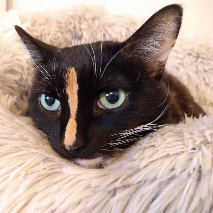 Bmore Bestiary Baltimore Pet Care