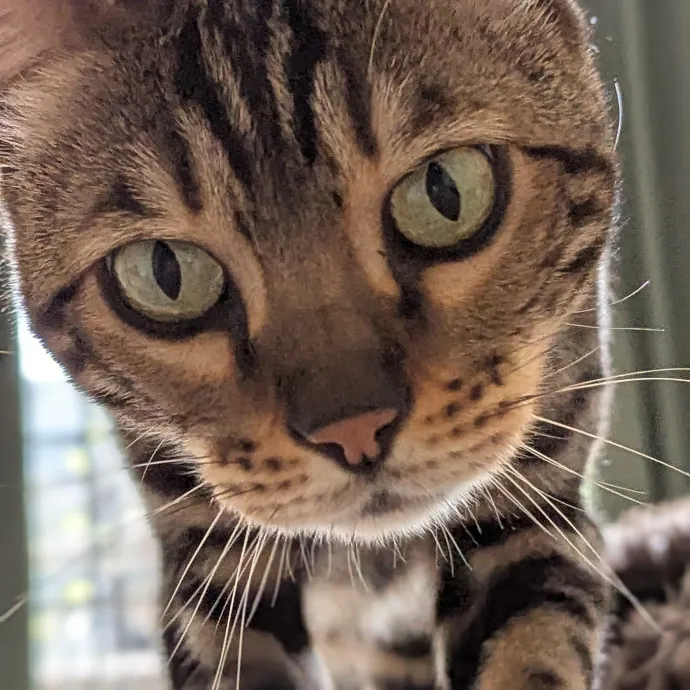 Bmore Bestiary Baltimore Pet Care