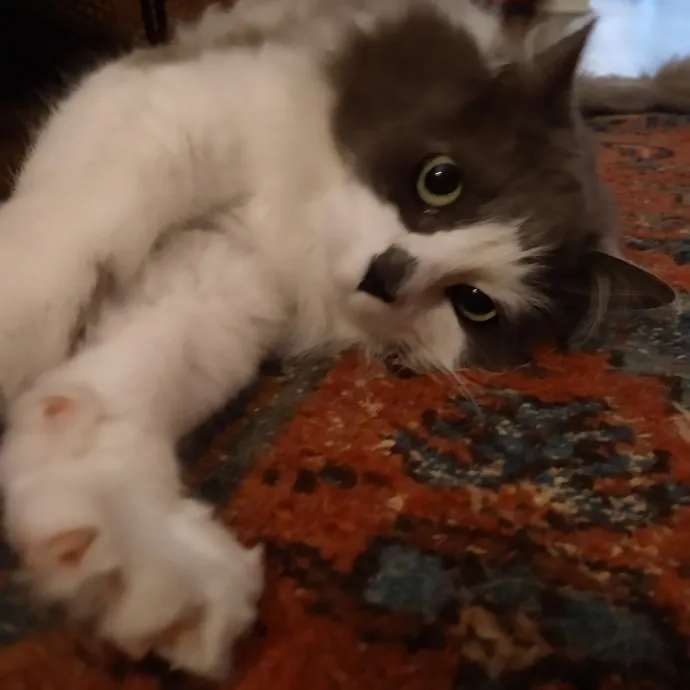 Bmore Bestiary Baltimore Pet Care