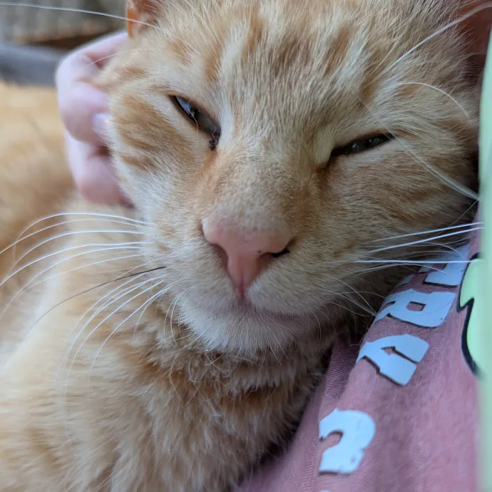 Bmore Bestiary Baltimore Pet Care