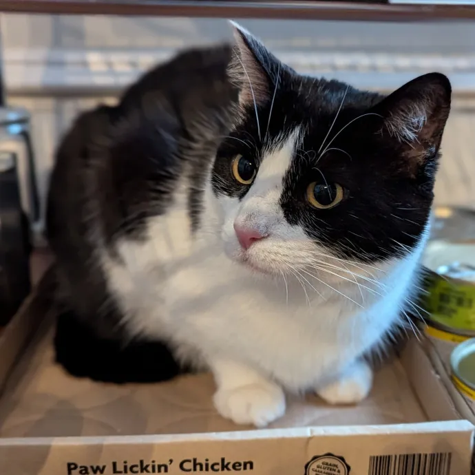 Bmore Bestiary Baltimore Pet Care