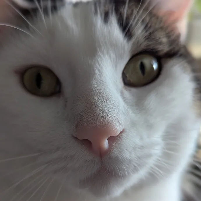 Bmore Bestiary Baltimore Pet Care photo 4