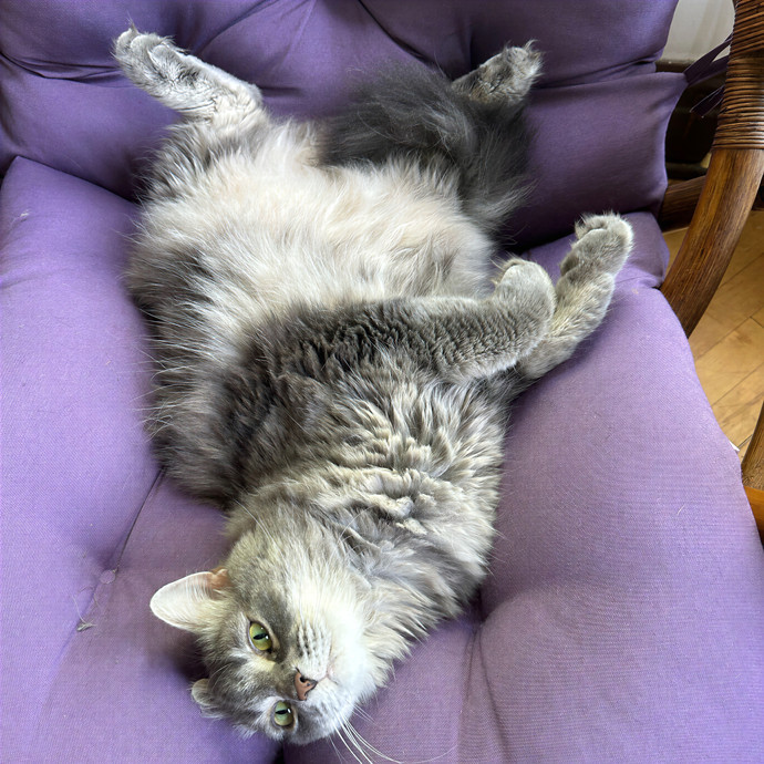 Katherine's Chicago Cat Care