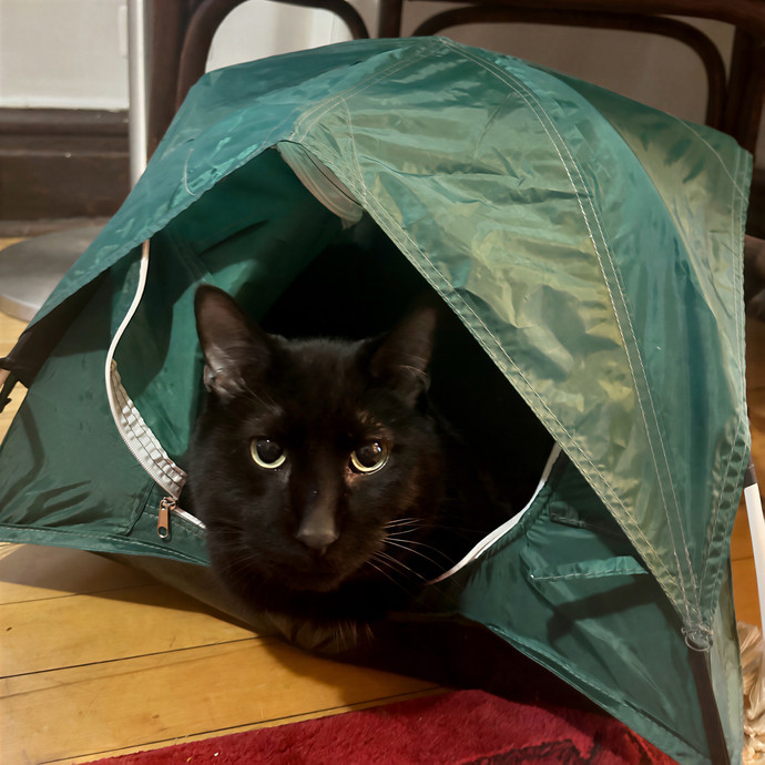 Katherine's Chicago Cat Care