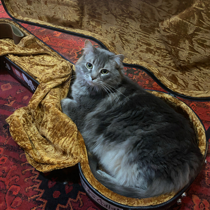 Katherine's Chicago Cat Care photo 3
