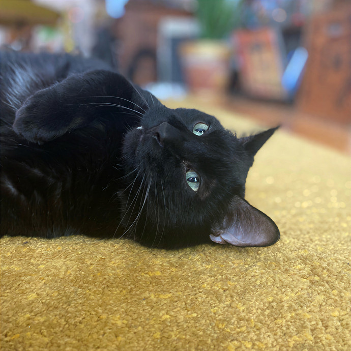 Katherine's Chicago Cat Care photo 2
