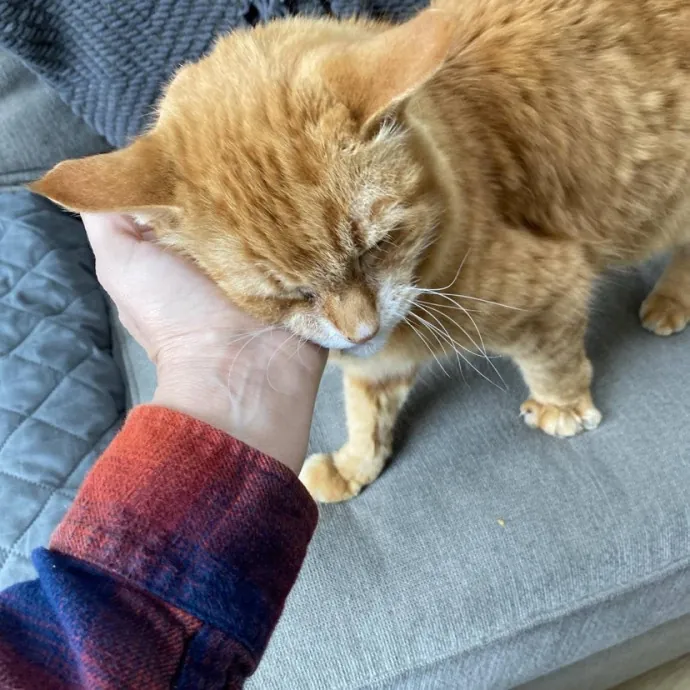 The Happy Cat Lady