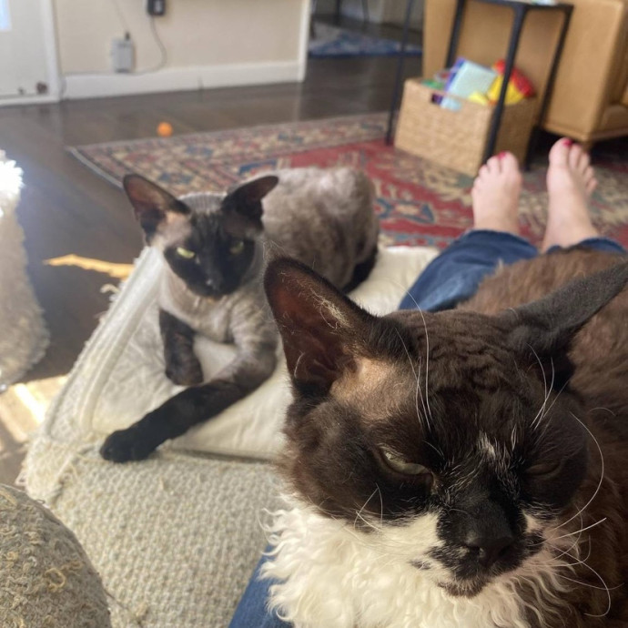 The Happy Cat Lady