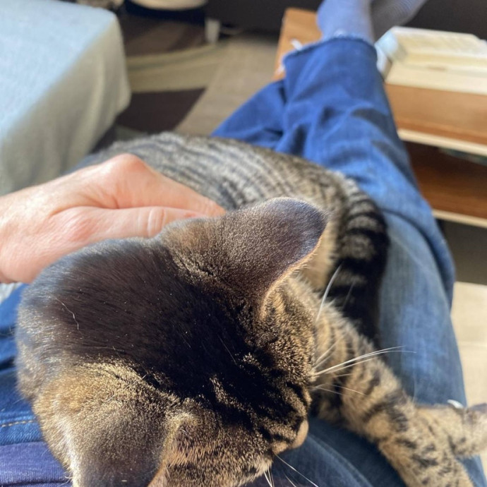 The Happy Cat Lady