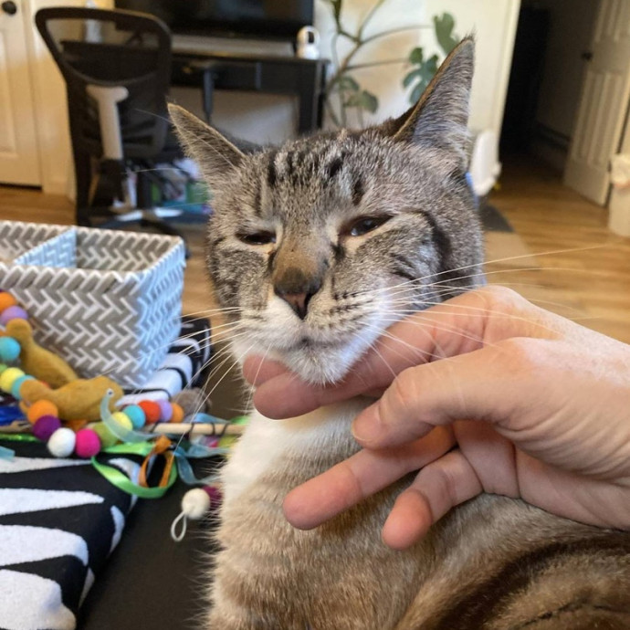 The Happy Cat Lady