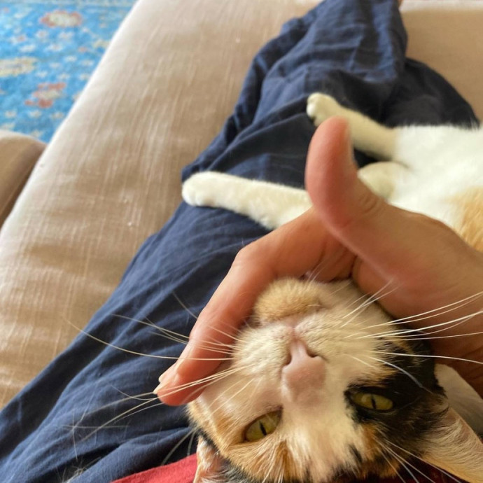 The Happy Cat Lady