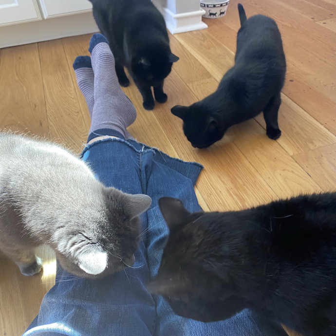 The Happy Cat Lady
