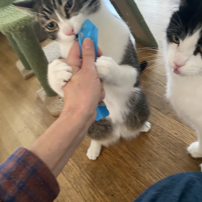 The Happy Cat Lady