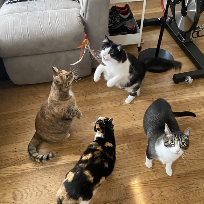 The Happy Cat Lady