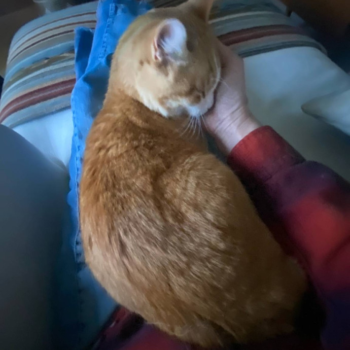 The Happy Cat Lady